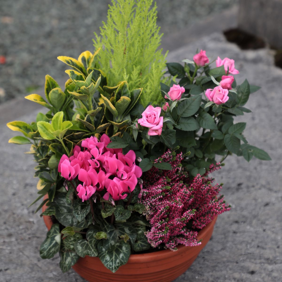 Composition de plantes